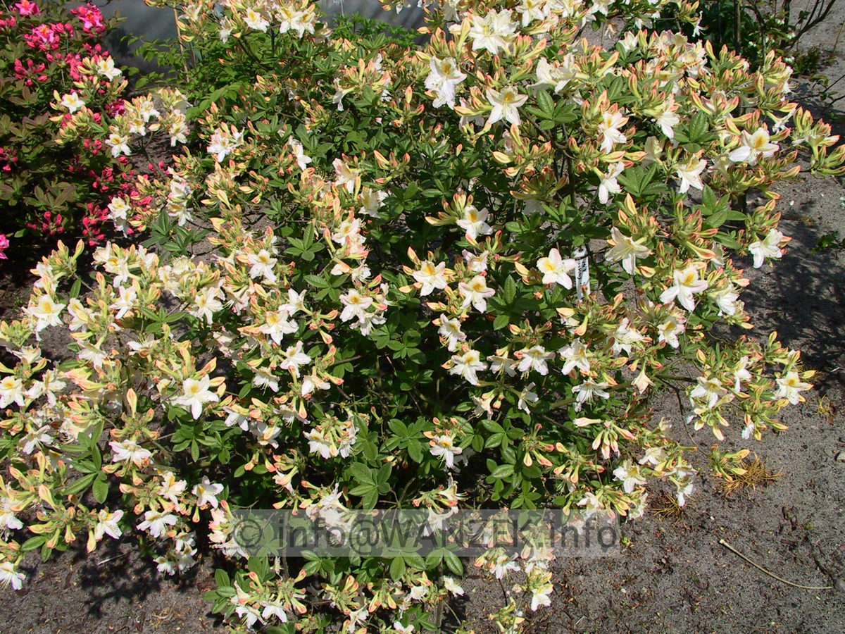 Azalea pontica Daviesii.jpg